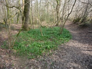 circle of wild garlic