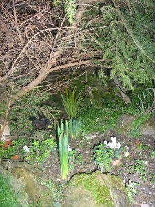 Signs of spring - Copy