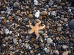 Starfish